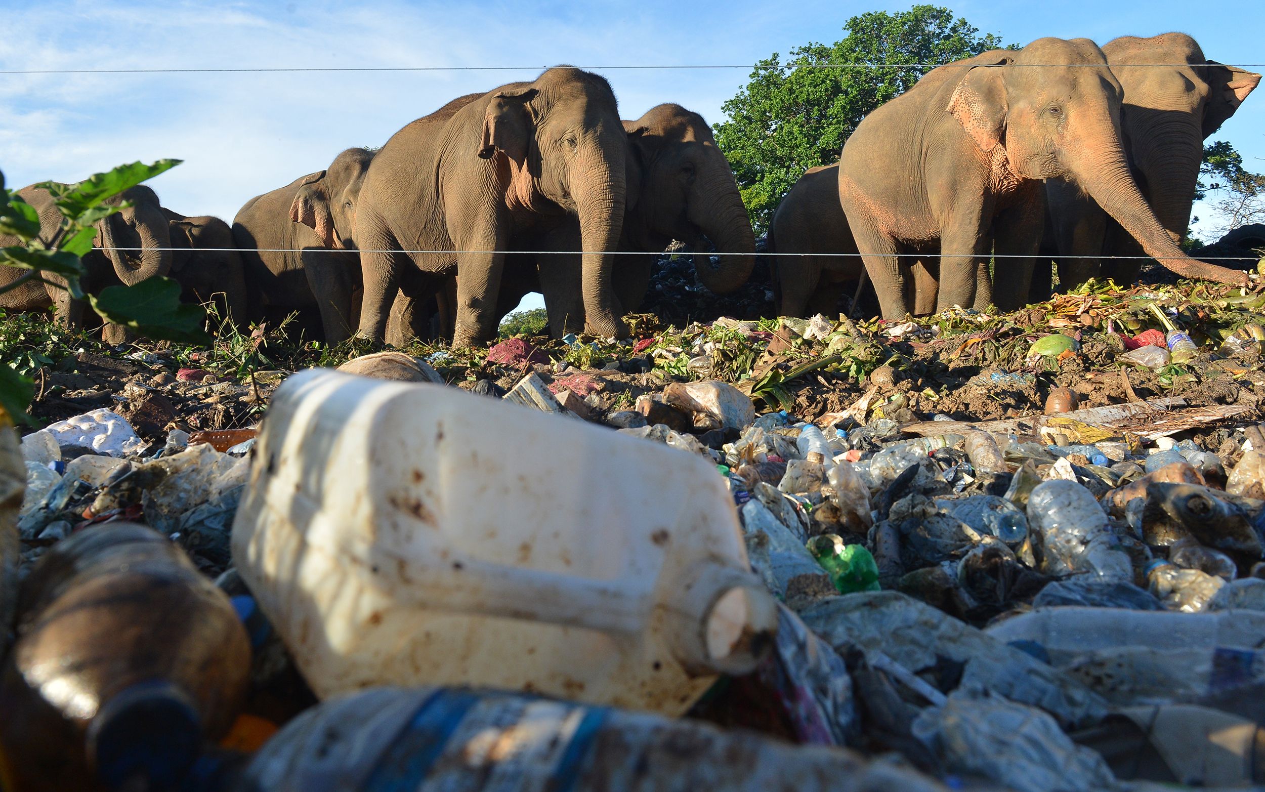 (FILES) In this file photo taken on May 11, 2018, wild elephants stand near an electric fence as they rummage through garbage dumped at an open ground in the village of Digampathana, in north-central Sri Lanka. - Sri Lanka will build trenches to prevent wild elephants foraging at open garbage dumps near wildlife sanctuaries and ingesting plastic waste that kills them, the government announced on November 30. (Photo by LAKRUWAN WANNIARACHCHI / AFP)