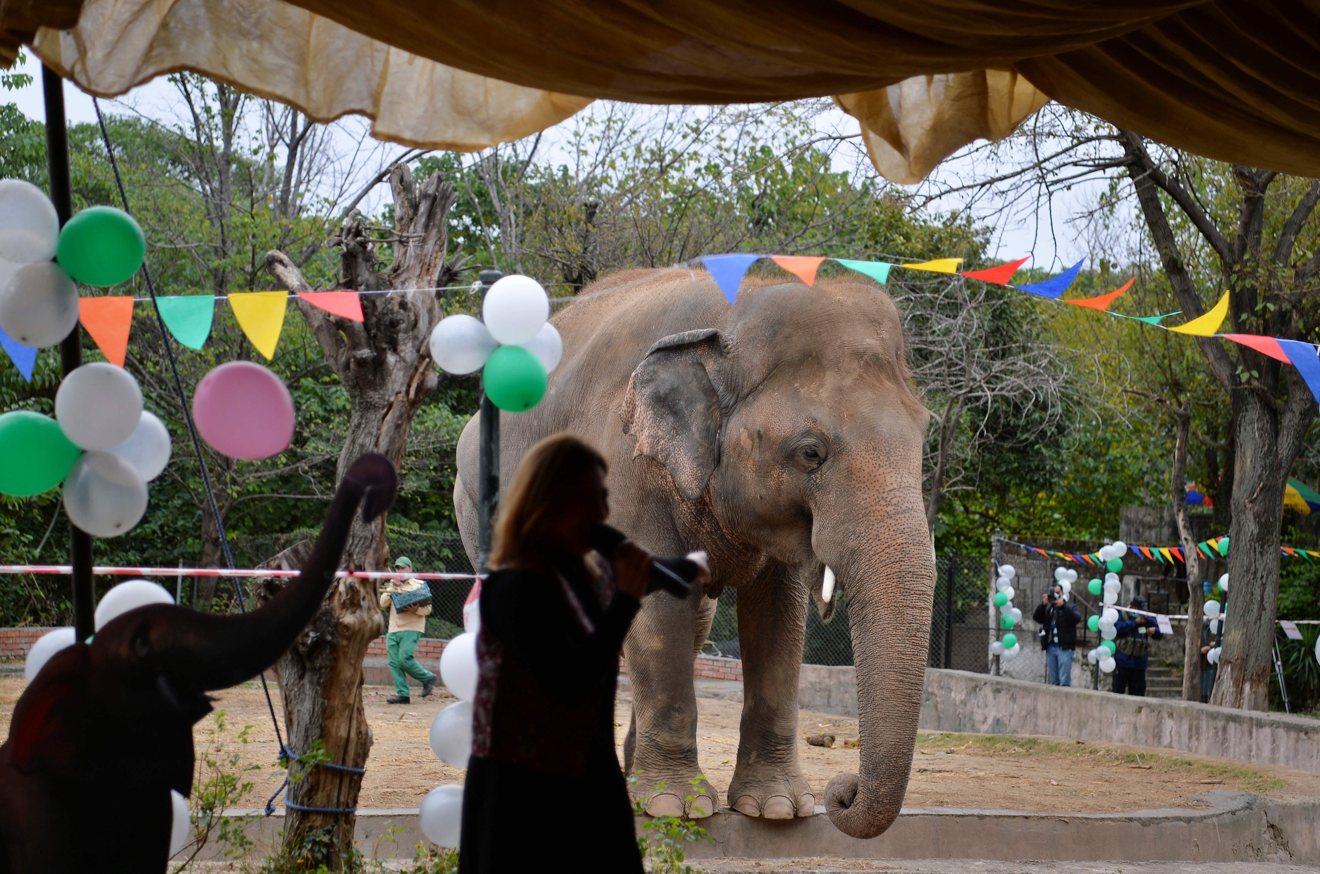 A singer performs for Kavaan, Pakistan's only Asian elephant, during his farewell ceremony before travelling to a sanctuary in Cambodia later this month, at the Marghazar Zoo in Islamabad on November 23, 2020. (Photo by Farooq NAEEM / AFP)