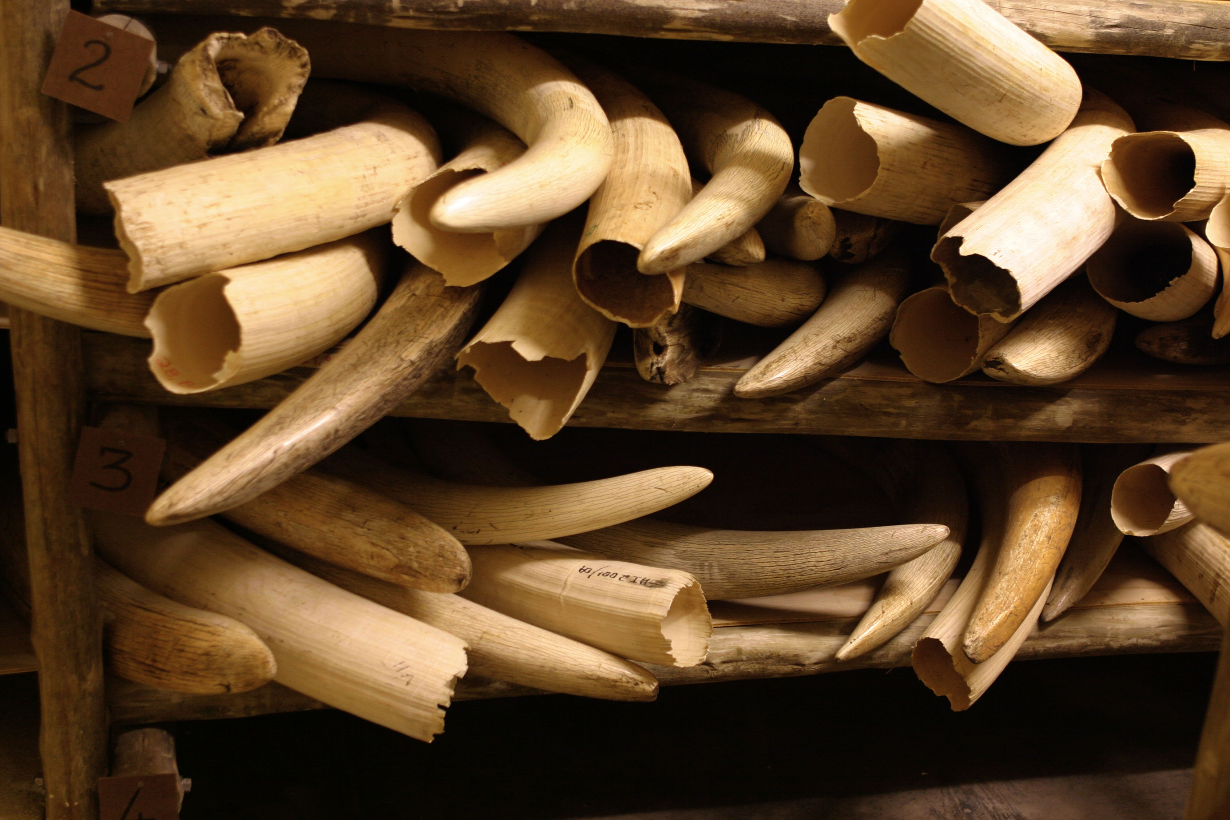 Elephant tusks stored away under extreme security measures in the ivory stock pile of the Kruger National Park, South Africa.