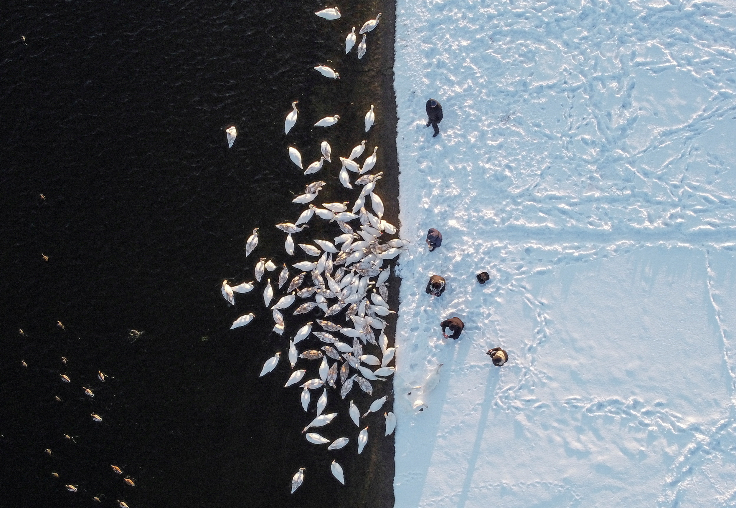 People feed swans on the bank of a water reservoir of the Khmelnytskyi Nuclear Power Plant (KhNPP) near the town of Ostroh, Ukraine February 16, 2021. The reservoir, which turned into a local tourist spot, attracts dozens of swans every winter as it never freezes over due to the warm waters discharged from the plant. Picture taken with a drone February 16, 2021. REUTERS/Valentyn Ogirenko TPX IMAGES OF THE DAY
