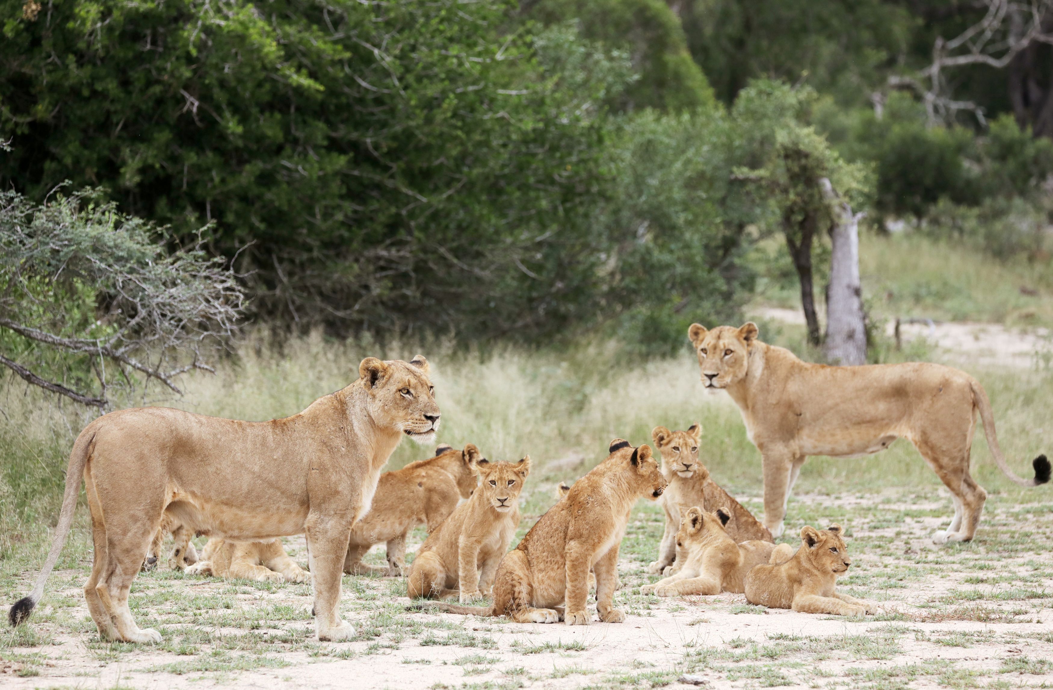 FILE PHOTO: A pride of lions is seen at a game reserve adjacent to the world-renowned Kruger National Park in Mpumalanga province, South Africa, April 12, 2019. Picture taken April 12, 2019. REUTERS/Siphiwe Sibeko/File Photo