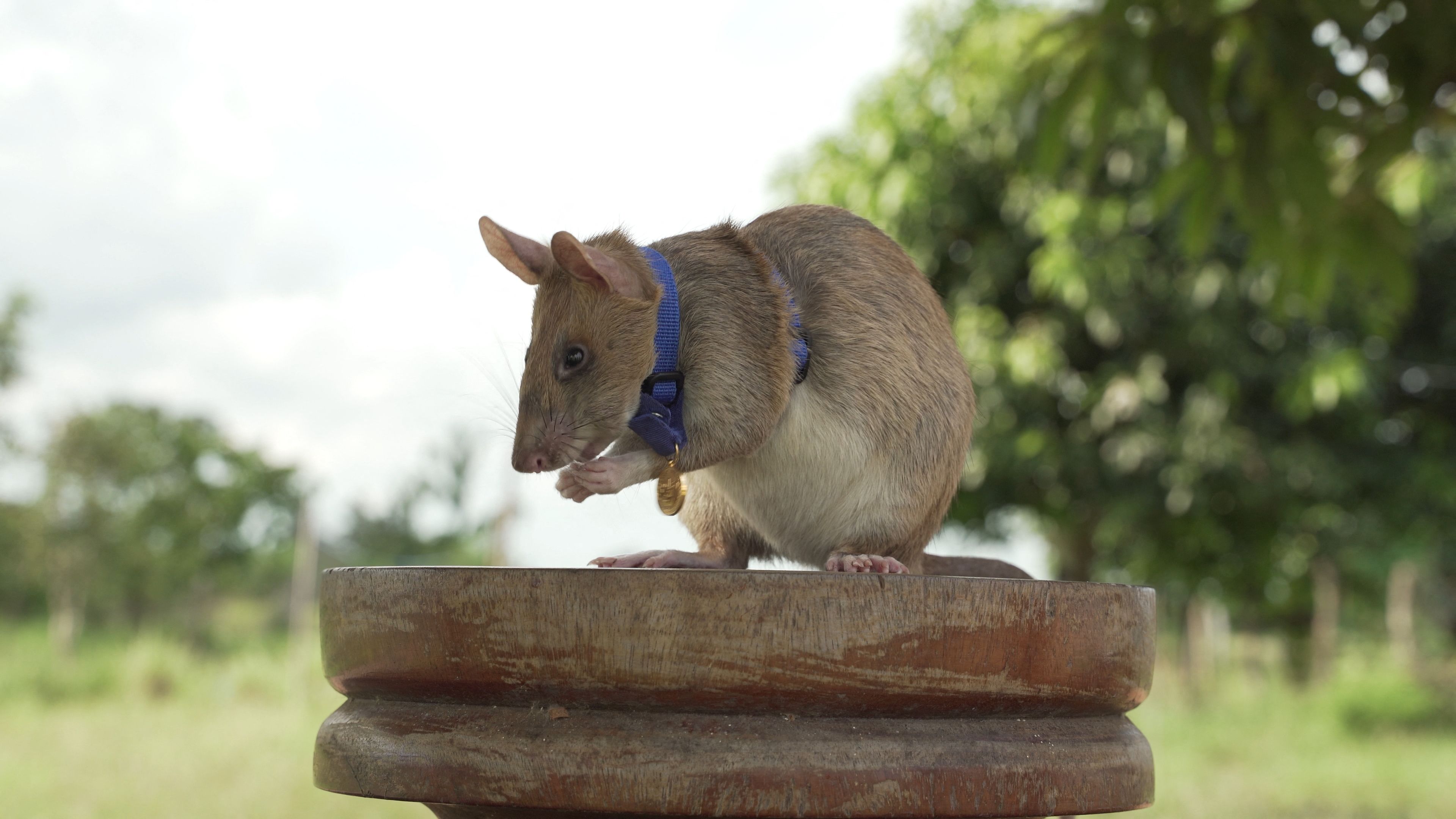 (FILES) This file undated handout photo released by UK veterinary charity PDSA on September 25, 2020 shows Magawa, an African giant pouched rat, wearing his gold medal received from PDSA for his work in detecting landmines, in Siem Reap. - A giant African pouched rat called Magawa who spent years detecting landmines in the Cambodian countryside has stopped working and will enjoy a well-earned retirement eating bananas and peanuts, his employers told AFP on June 5, 2021. (Photo by Handout / PDSA / AFP) / RESTRICTED TO EDITORIAL USE - MANDATORY CREDIT "AFP PHOTO /PDSA " - NO MARKETING - NO ADVERTISING CAMPAIGNS - DISTRIBUTED AS A SERVICE TO CLIENTS