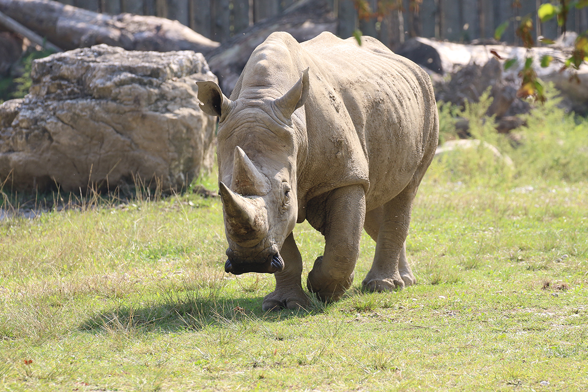 toby-rinoceronte-bianco-al-parco-natura-viva_3