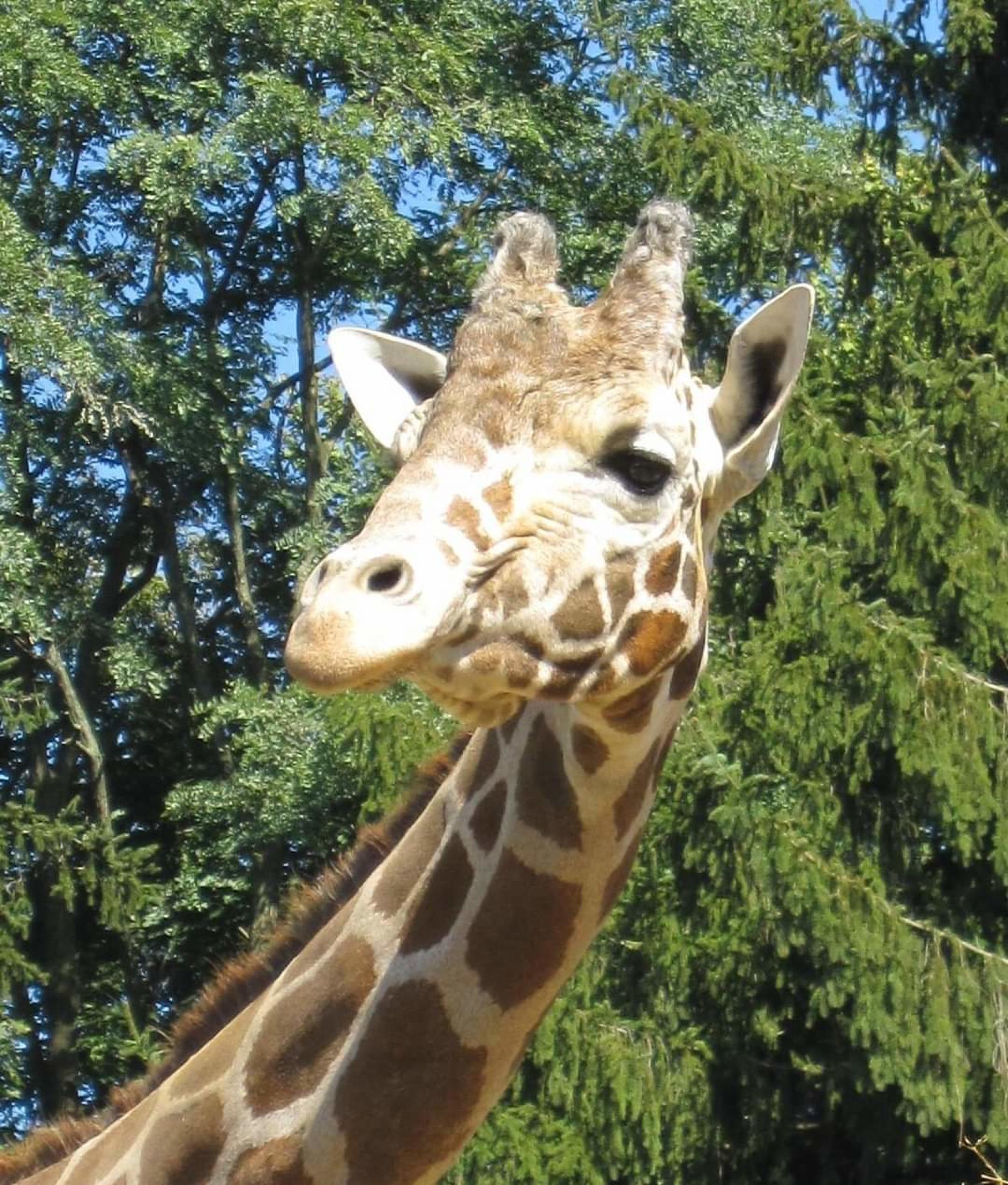 I funzionari dello zoo di Plumpton Park a Rising Sun, nel Maryland, hanno comunicato al mondo che il ventiseienne "Jimmie ", la giraffa maschio più vecchia del mondo, è stata sottoposta a eutanasia dopo che le condizioni degli zoccoli e delle gambe erano peggiorate. Lo riportano i media internazionali. Lo zoo ha affermato che prima di arrivare alla decisione avevano consultato veterinari di tutto il Paese e esplorate tutte le possibili opzioni di trattamento. FACEBOOK PLUMPTON PARK ZOO +++ ATTENZIONE LA FOTO NON PUO' ESSERE PUBBLICATA O RIPRODOTTA SENZA L'AUTORIZZAZIONE DELLA FONTE DI ORIGINE CUI SI RINVIA+++ ++HO NO SALES EDITORIAL USE ONLY +++