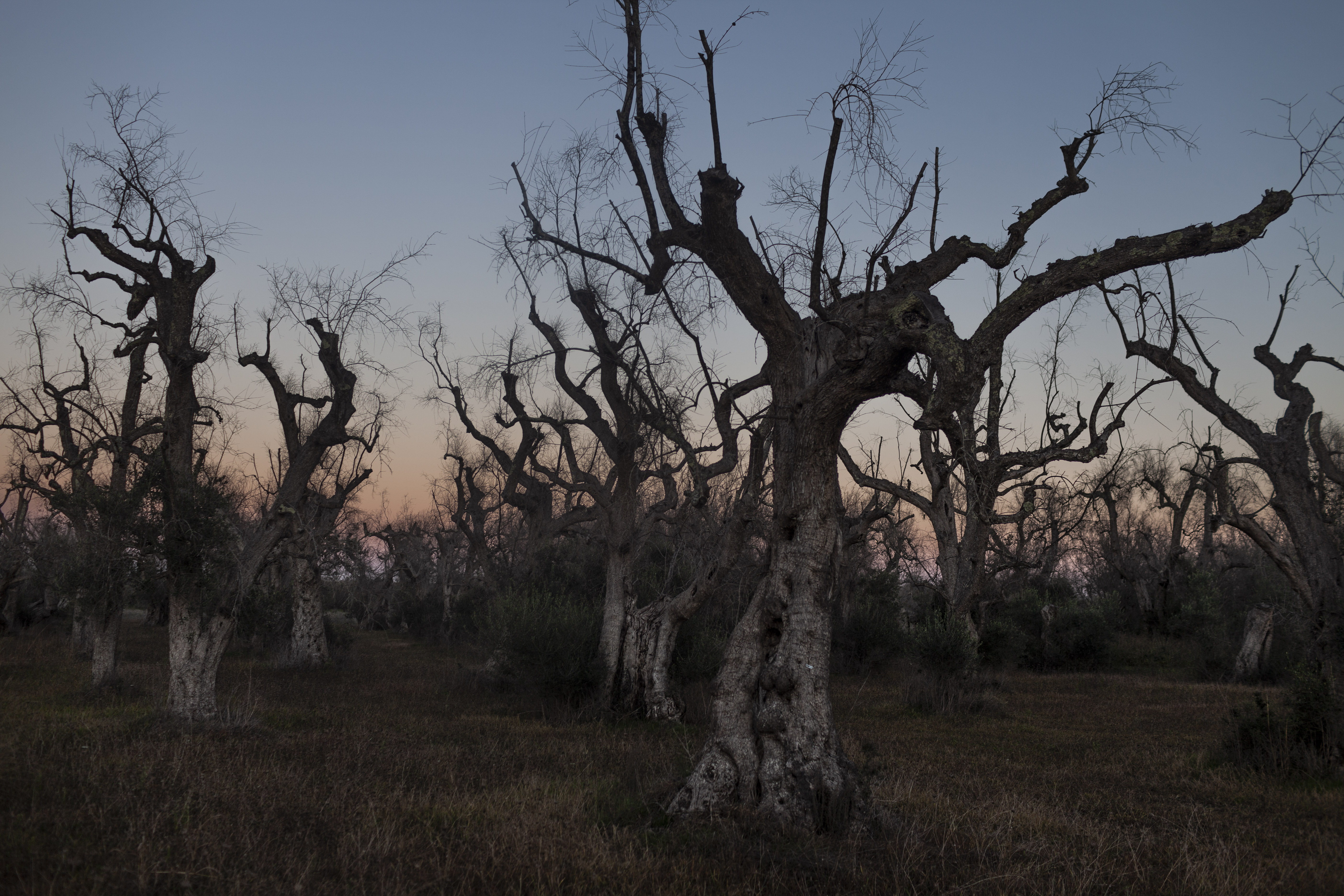 "nSUPERSANO, ITALY - OCTOBER 21: Dead, centuries-old olive trees are seen on October 21, 2021 in the countryside of Supersano, Italy. All across the Salento peninsula, an area known for its olive oil and its ancient olive groves, millions of olive trees have been affected Xylella fastidiosa, a plant bacteria from Central America that over the past ten years has turned an entire province into a cemetery of dead tree trunks. (Photo by Janos Chiala/Getty Images) 2021-11-20 17:38:19 ILSOLE24ORE QUOTIDIANO