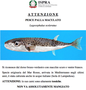 il pesce palla maculato (lagocephalus sceleratus)