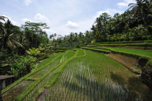 Terrazzamenti Risaia - Bali by Chensiyuan