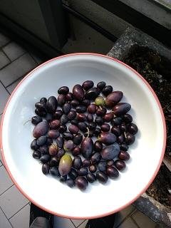 olive-di-casa-mia